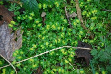 Saxifrage