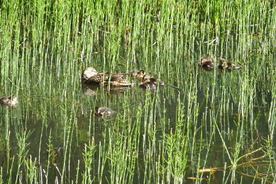 Ducklings