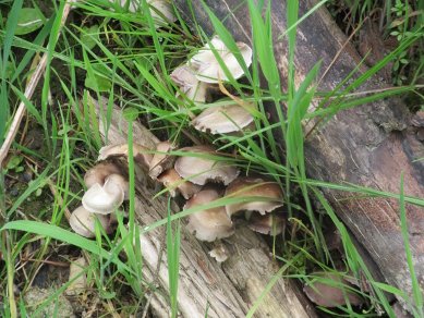 Deer Mushroom,
