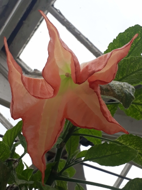 Angel's Trumpet Angel's Trumpet