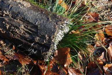 Fungus