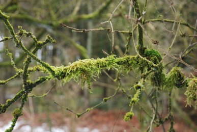 Moss