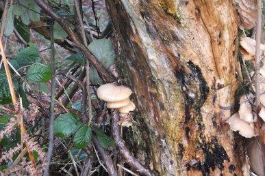 Oyster Mushrooms