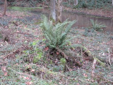 Fern