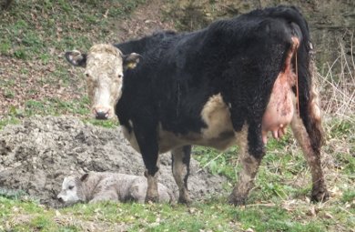 Cow