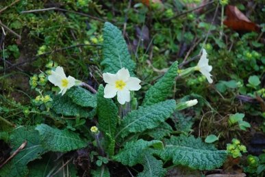 Primroses