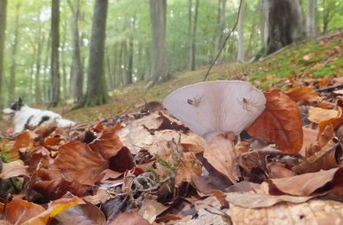 Fungi