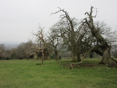 Spanish Chestnuts