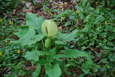 Wild Arum Arum