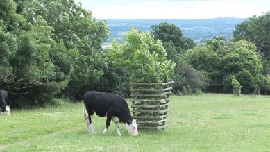 Sapling