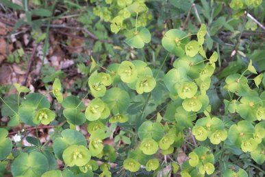 Wood Spurge