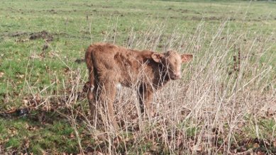 Calf