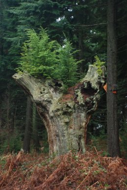 Stump