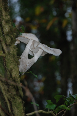 Slimy Beech Fungi Fungi