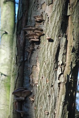 Oyster Mushrooms