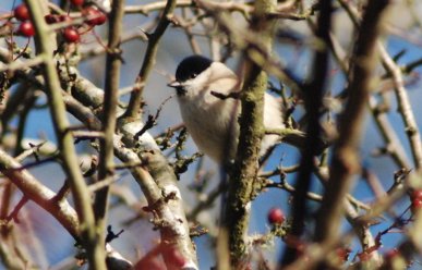 Marsh Tit