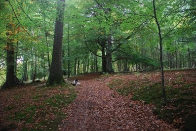 Woods