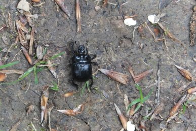 Beetle
