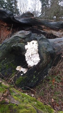 Fungus