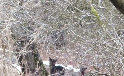 Fallow Deer
