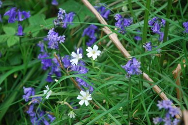 Stitchwort