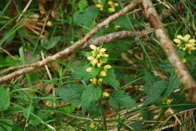 Yellow Archangel