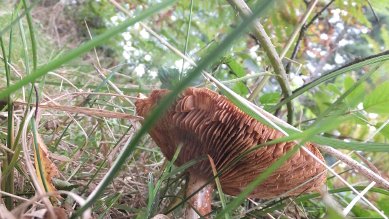 Fungus