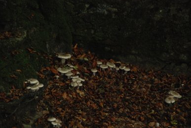 Agaric