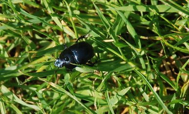 Dor Beetle