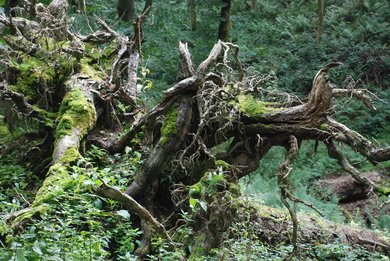 Roots