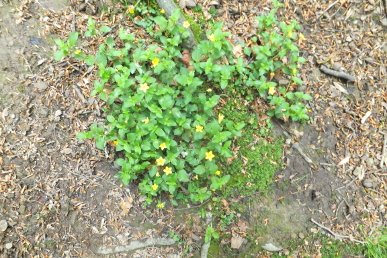 Yellow Pimpernel