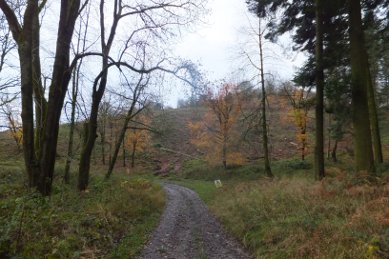 Woodland