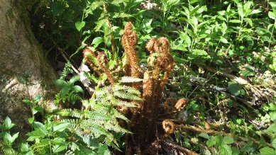 Ferns