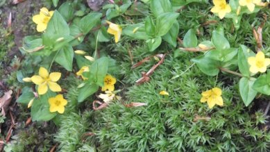 Yellow Pimpernel