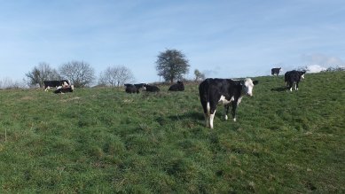 Cows