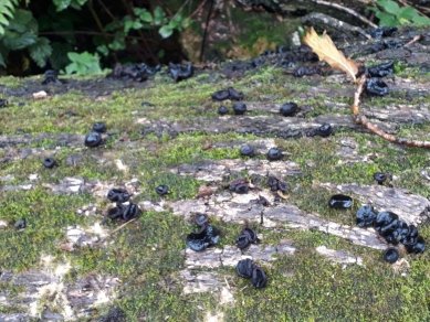 Fungi