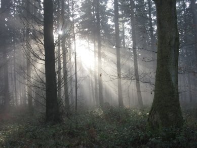 Woods