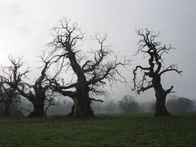 Trees