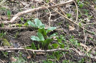 Dog's Mercury and Wild Arum