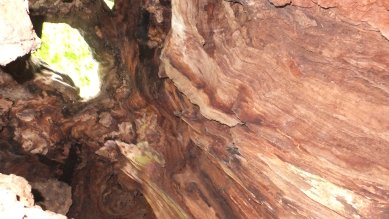 Oak