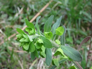 Spurge
