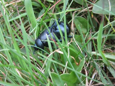 Beetles