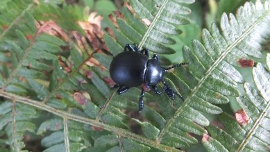 Beetle