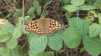 Fritillary