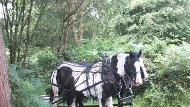 Horses