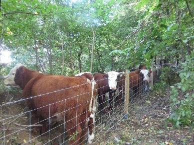 Herefords