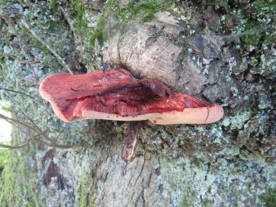 Fungus