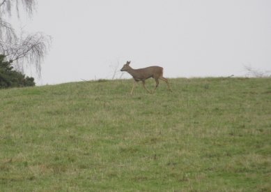 Deer