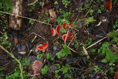 Fungi