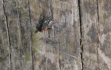 Flesh Fly